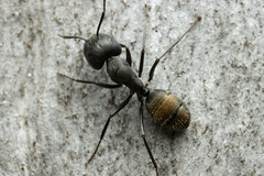 Camponotus aeneopilosus