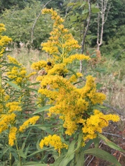 Solidago lepida salebrosa