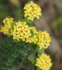 Pimelea flava