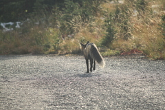 Vulpes vulpes cascadensis