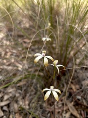 Caladenia ustulata