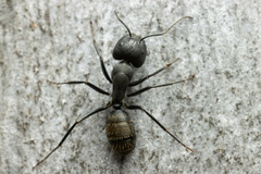 Camponotus aeneopilosus