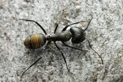 Camponotus aeneopilosus