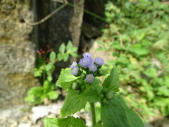 Ageratum