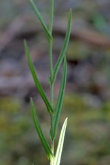 Pterostylis diminuta