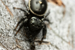 Zenodorus orbiculatus