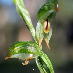 Pterostylis diminuta