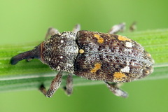 Pissodes castaneus