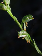 Pterostylis diminuta