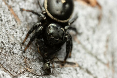 Zenodorus orbiculatus