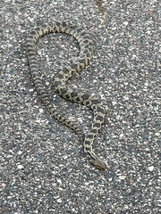 Pantherophis ramspotti