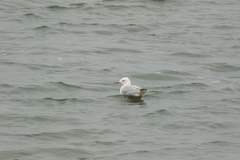 Chroicocephalus genei