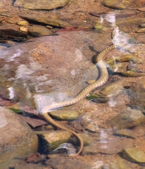 Fowlea flavipunctata