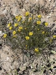 Thymophylla acerosa