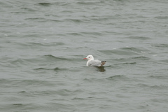 Chroicocephalus genei