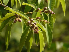 Bridelia retusa