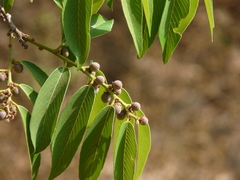 Bridelia retusa