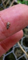 Anisosticta novemdecimpunctata