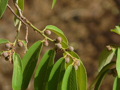 Bridelia retusa