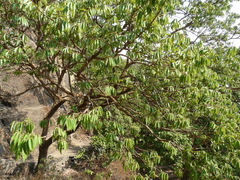 Bridelia retusa