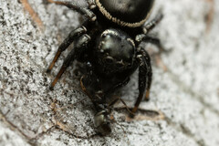 Zenodorus orbiculatus