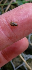 Anisosticta novemdecimpunctata