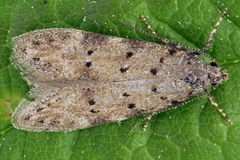 Pseudotelphusa paripunctella