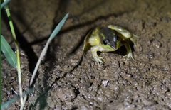 Pelophylax plancyi