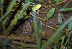 Pelophylax plancyi