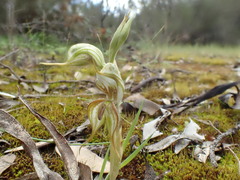 Pterostylis excelsa