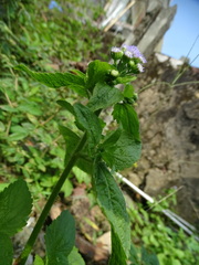Ageratum