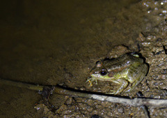Pelophylax plancyi