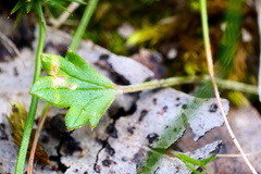 Ranunculus lappaceus