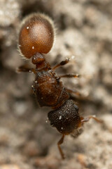 Meranoplus