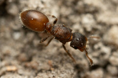 Meranoplus