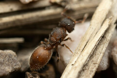 Meranoplus