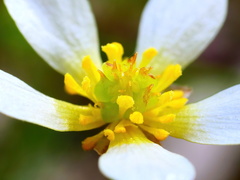 Ranunculus lappaceus