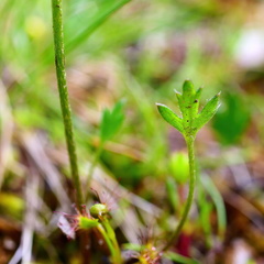 Ranunculus lappaceus
