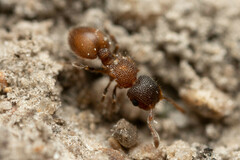 Meranoplus