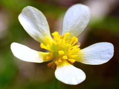 Ranunculus lappaceus