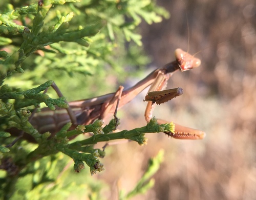 Sredozemna bogomoljka (Iris oratoria)
