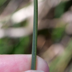 Xanthorrhoea minor lutea