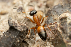 Opisthopsis rufithorax