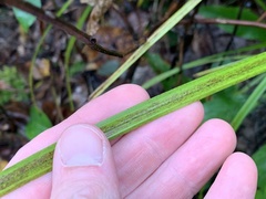 Stenanthium gramineum