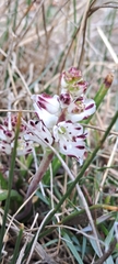 Lachenalia contaminata
