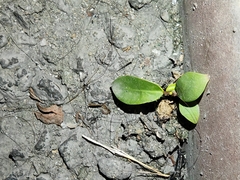 Ficus microcarpa
