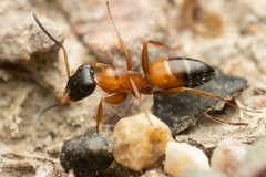 Opisthopsis rufithorax