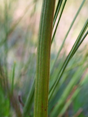 Xanthorrhoea minor lutea