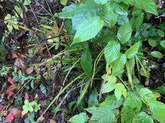 Stenanthium gramineum