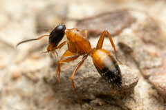 Opisthopsis rufithorax